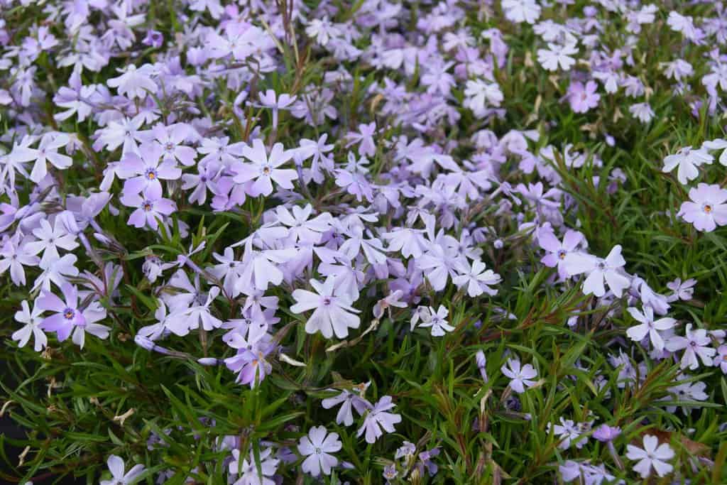 Phlox subulata 'Emerald Cushion Blue' ---